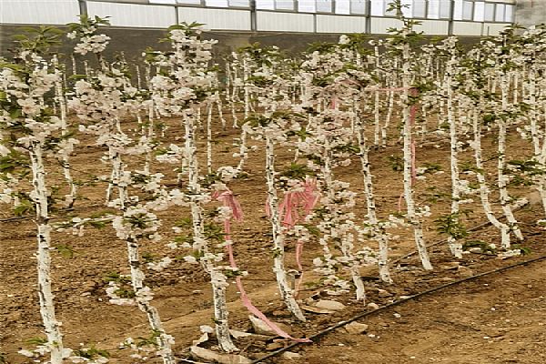 櫻桃苗